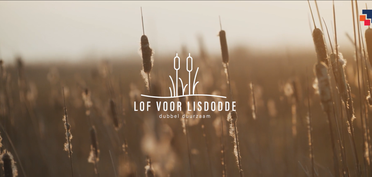 Isolatie uit ‘sigarenplant’ lisdodde houdt huizen van de toekomst Bouwgroep Dijkstra Draisma warm