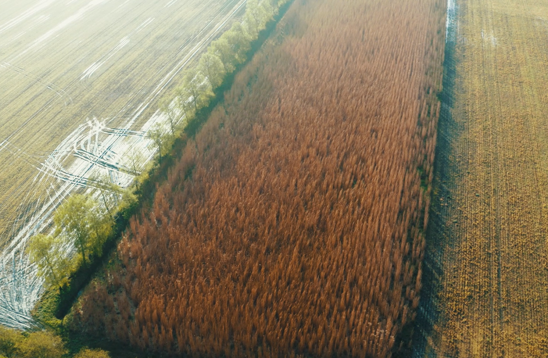 Still Video Maaien Miscanthus 2024