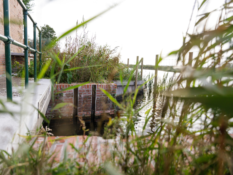 Riet bij gemaal