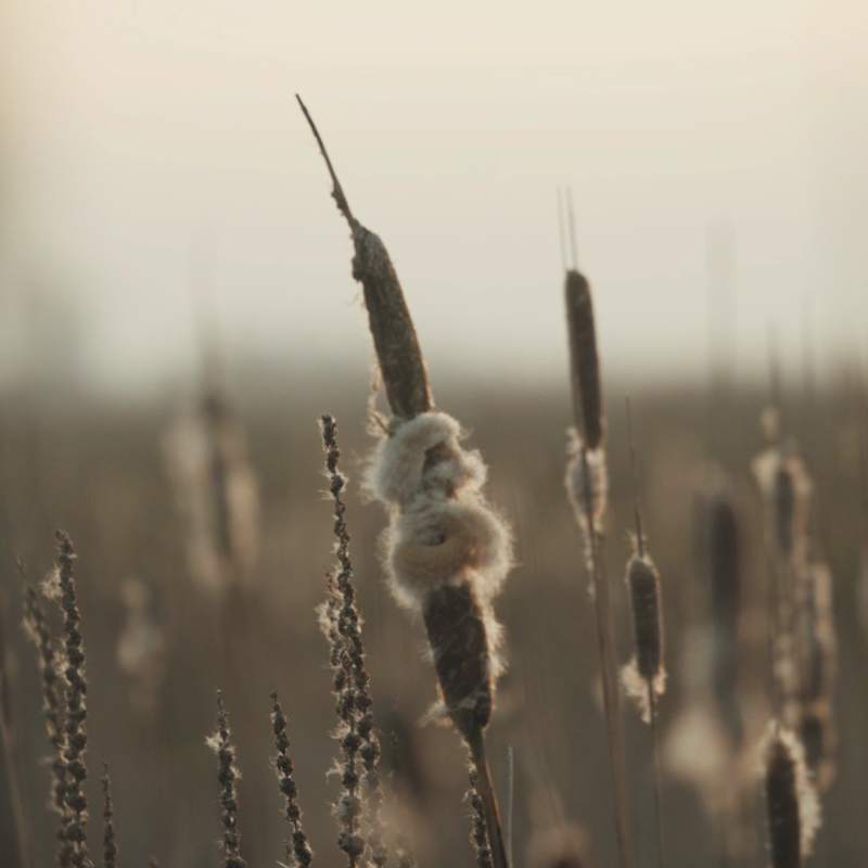 Lisdodde in het veld