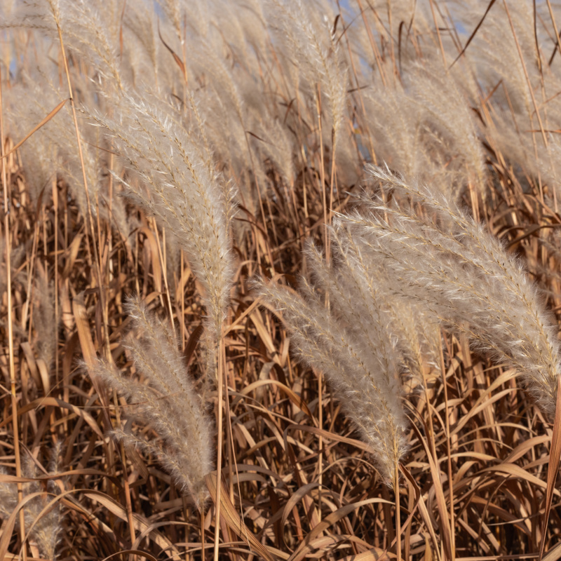 Miscanthus olifantengras