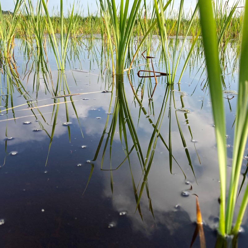 Lisdodde in veld
