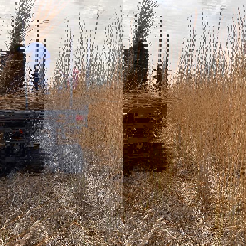 Miscanthus